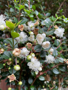 Lysionothus pauciflorus Lavender Lady   